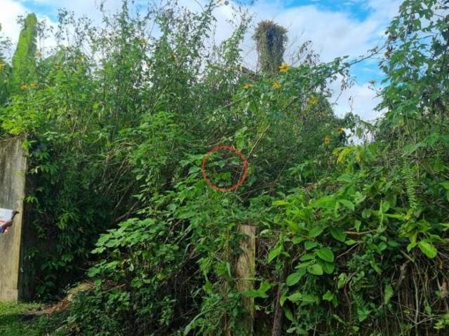 Terreno venda em Boiçucanga, São Sebastião