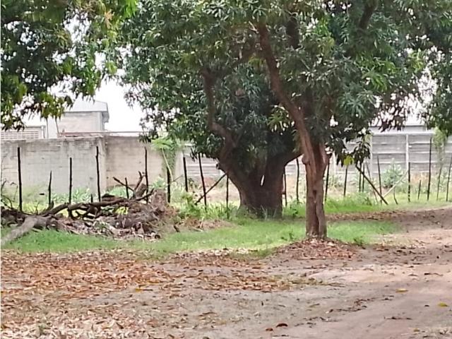 Terreno en venta en Turmero, Aragua