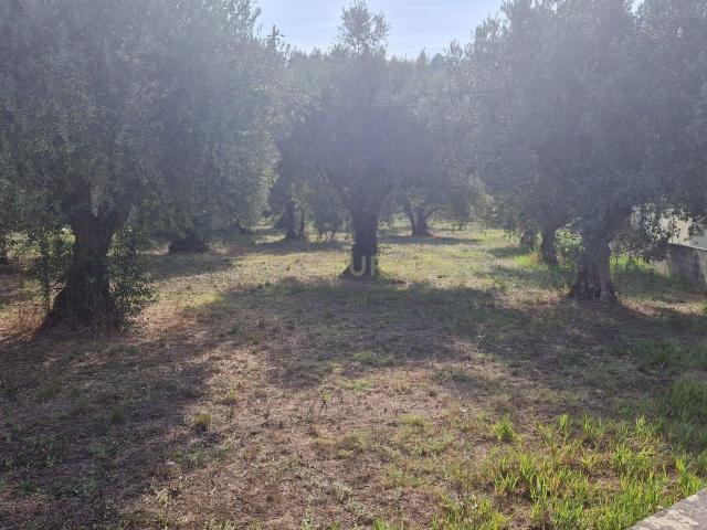 Terreno venda em Pombal, Leiria
