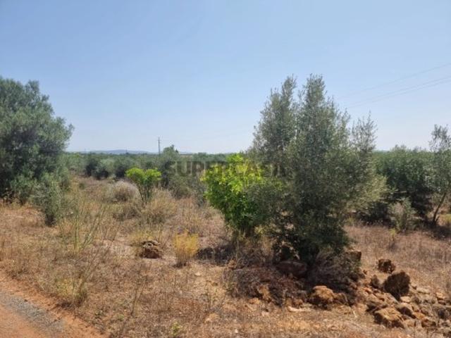 Terreno venda em São Bartolomeu De Messines, Faro