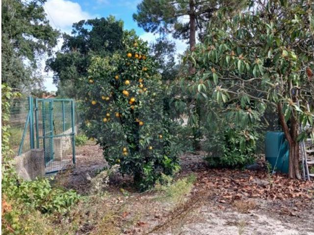 Terreno venda em Azeitão (São Lourenço e São Simão), Setúbal