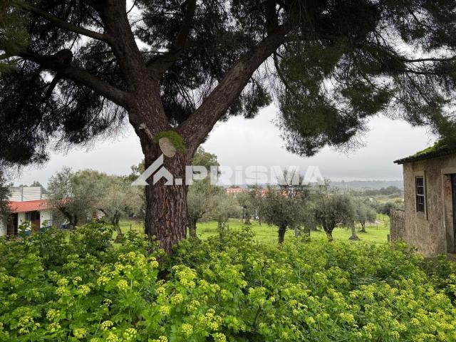 Terreno venda em Castelo Branco