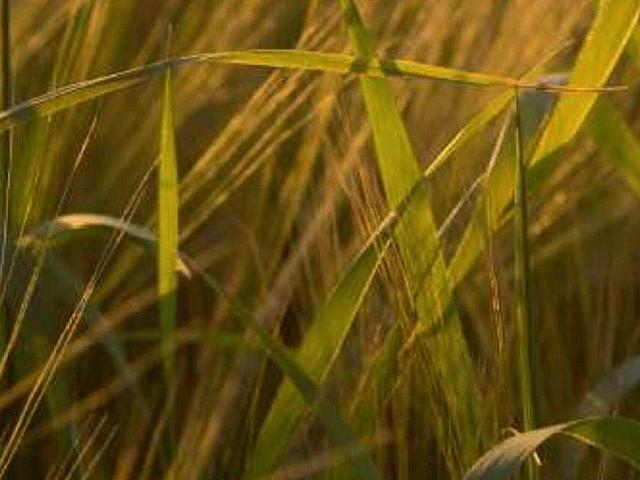 Land for sale in Kinistino, Saskatchewan