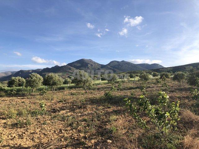 Propriété vente à Tasa