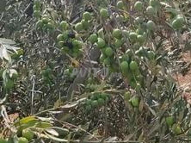 Propriété location à Berrechid, Gharb-Chrarda-Beni Hssen