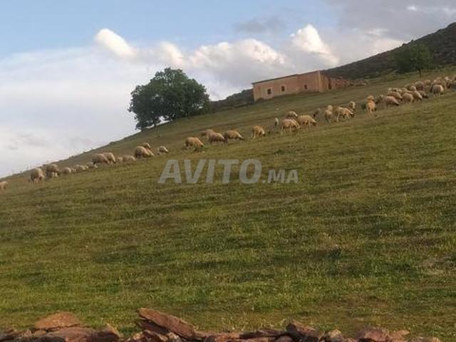 Propriété vente à Azrou