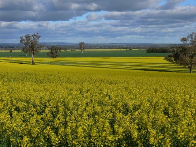 Property for sale in Grenfell, New South Wales