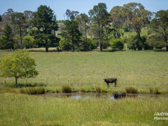 Cottage for sale in Abington, New South Wales