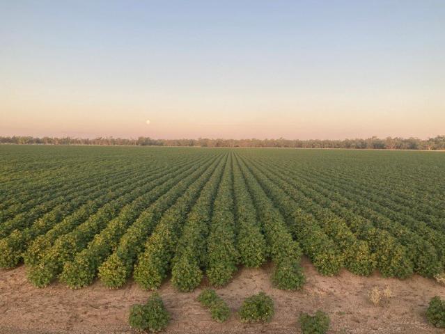 Acreage for sale in Euabalong, Cobar Shire Council