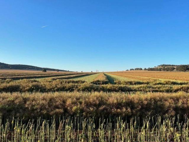 Property for sale in Billimari, New South Wales