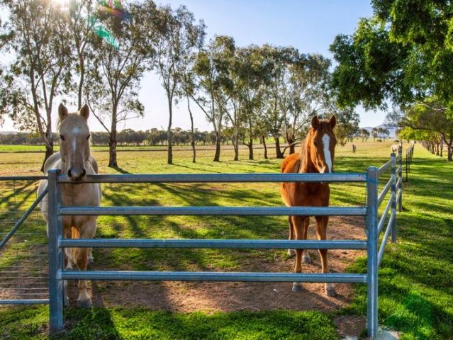 Cottage for sale in Piallamore, New South Wales