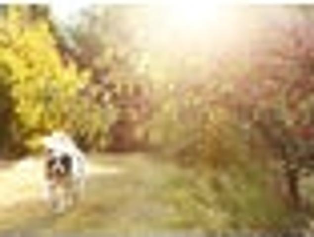 House for sale in Otakou