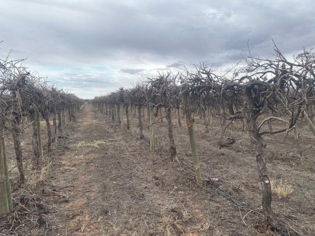 Property for sale in Renmark West, South Australia