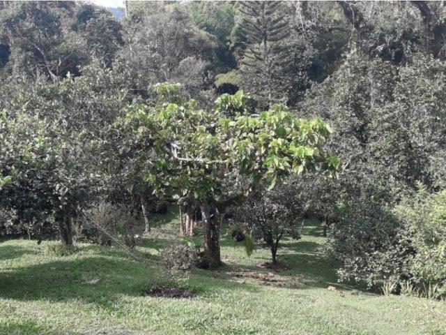 Exclusiva casa de campo en alquiler Chinchiná, Departamento de Caldas