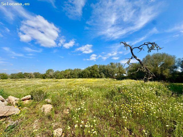 Local Comercial en venta en Migjorn, Baleares
