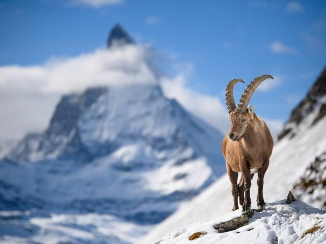 Grundstück kaufen in Zermatt, Wallis