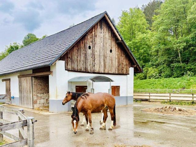 Haus kaufen in Stein im Jauntal, Kärnten