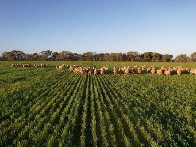 Cottage for sale in Matong, New South Wales