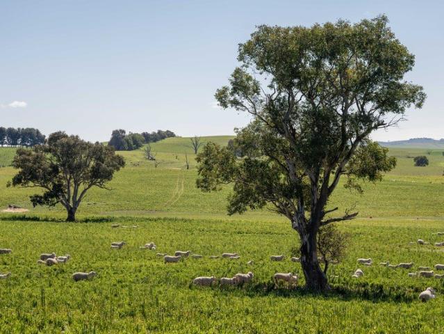 Cottage for sale in Boorowa, New South Wales