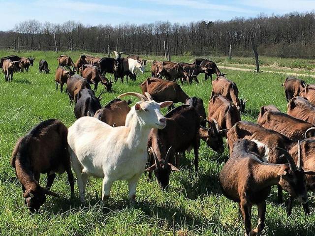 Ferme vente à Issoudun, Ambrault