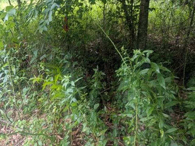 Land for sale in Hillsboro, West Virginia