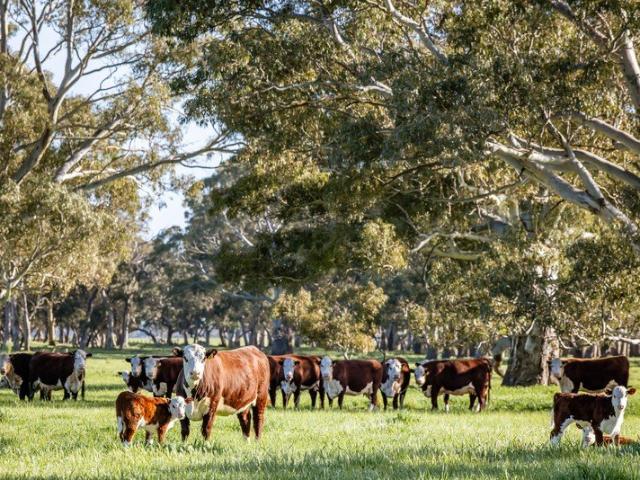 Cottage for sale in Cutting Grass Flat, Naracoorte Lucindale Council