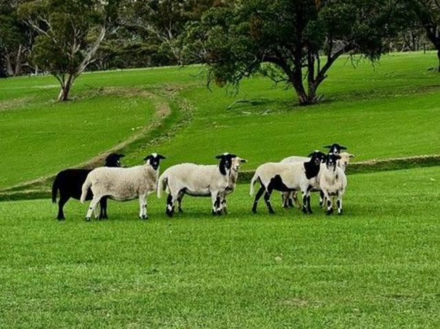 Cottage for sale in Undalya, South Australia