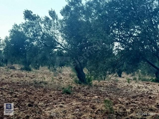 Karadağ, Ezine içerisinde satılık mülk