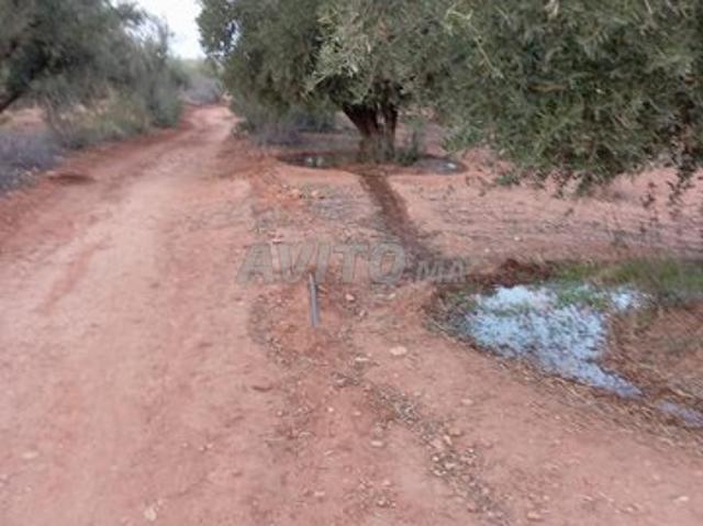 Propriété vente à Mellal