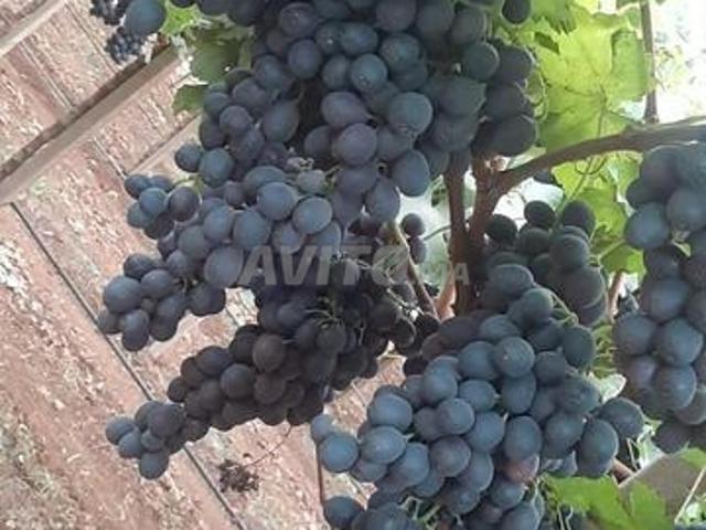 Propriété vente à Ar Rommani