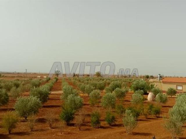Propriété vente à Bejaad, Chaouia-Ouardigha