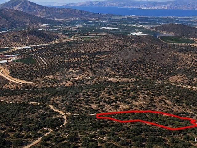 Milas, Muğla içerisinde satılık mülk