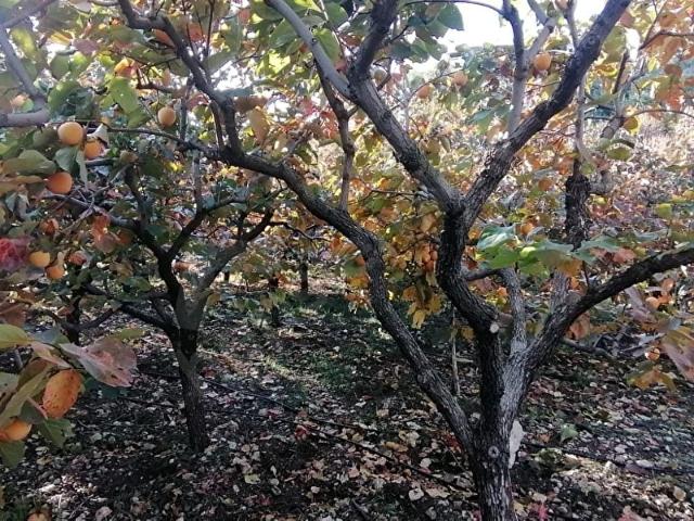 Toroslar, Mersin içerisinde satılık Arsa