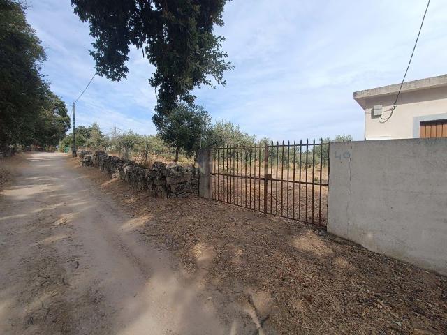 Terreno venda em Castelo Branco