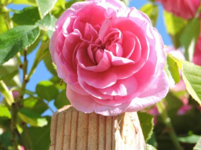 Wohnung mieten in Kaindorf an der Sulm