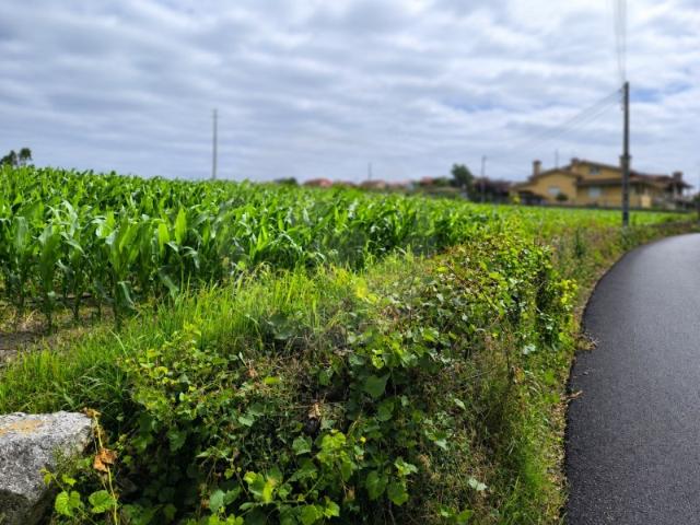 Terreno venda em Vila Do Conde, Porto