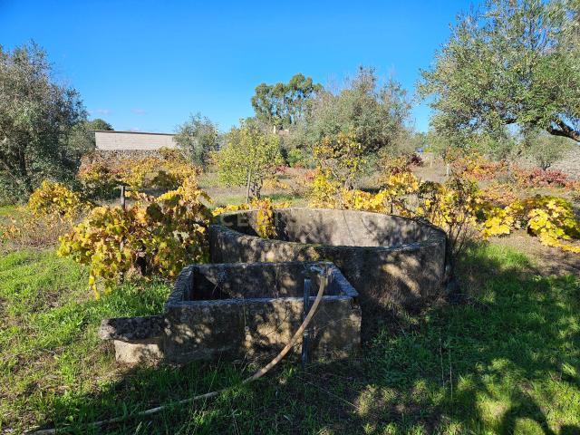 Terreno venda em Castelo Branco