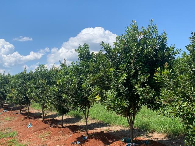 Farm for sale in Mopani, Limpopo