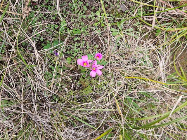 Farm for sale in Baardskeerdersbos, Western Cape