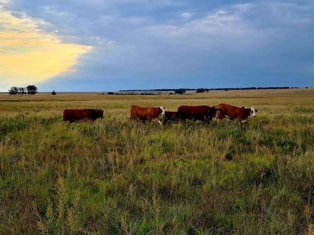 Farm for sale in Free State