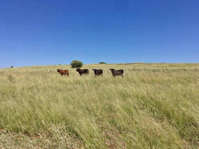 Farm for sale in Lejweleputswa, Free State