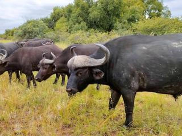 Farm for sale in Bronkhorstspruit, Gauteng