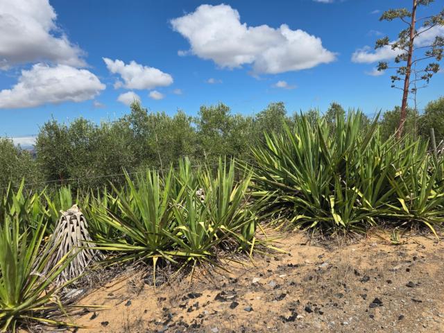 Farm for sale in Western Cape