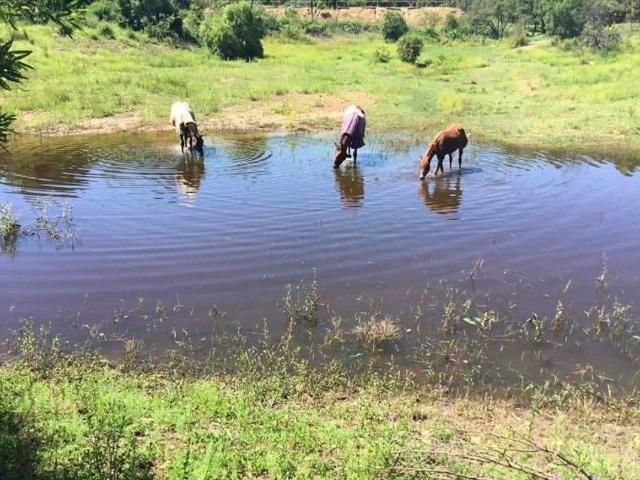 Farm for sale in Knopjeslaagte, Gauteng
