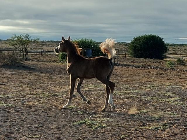Farm for sale in Graaff Reinet, Eastern Cape