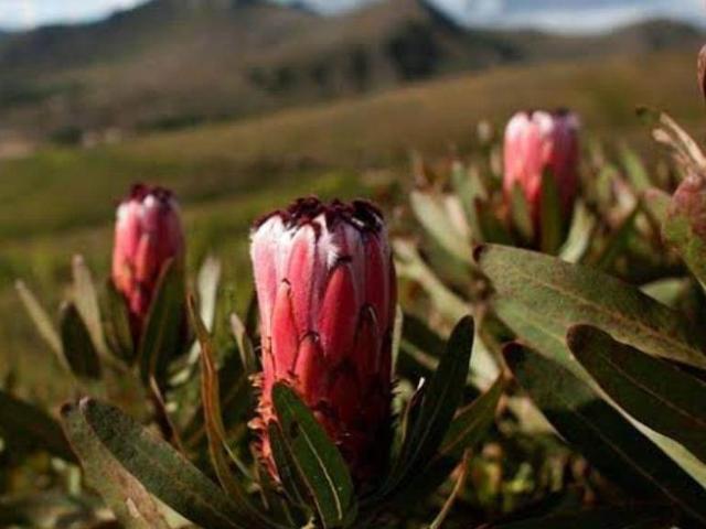 Property for sale in Cape St Francis, Eastern Cape