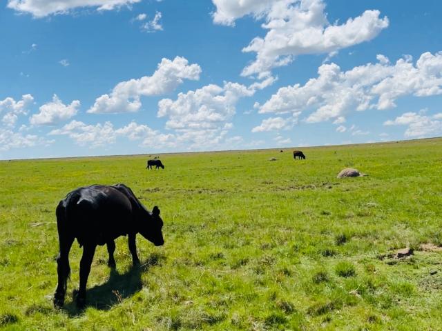 Farm for sale in Mantsopa, Free State
