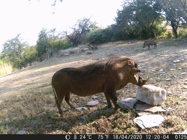 Farm for sale in Hartbeespoort Dam Nature Reserve, North West