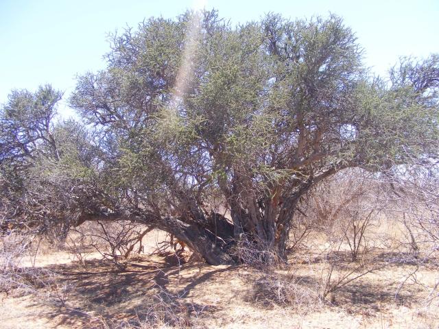 Farm for sale in Limpopo