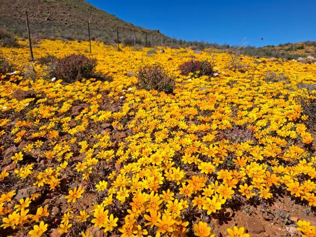 Farm for sale in Hantam, Northern Cape